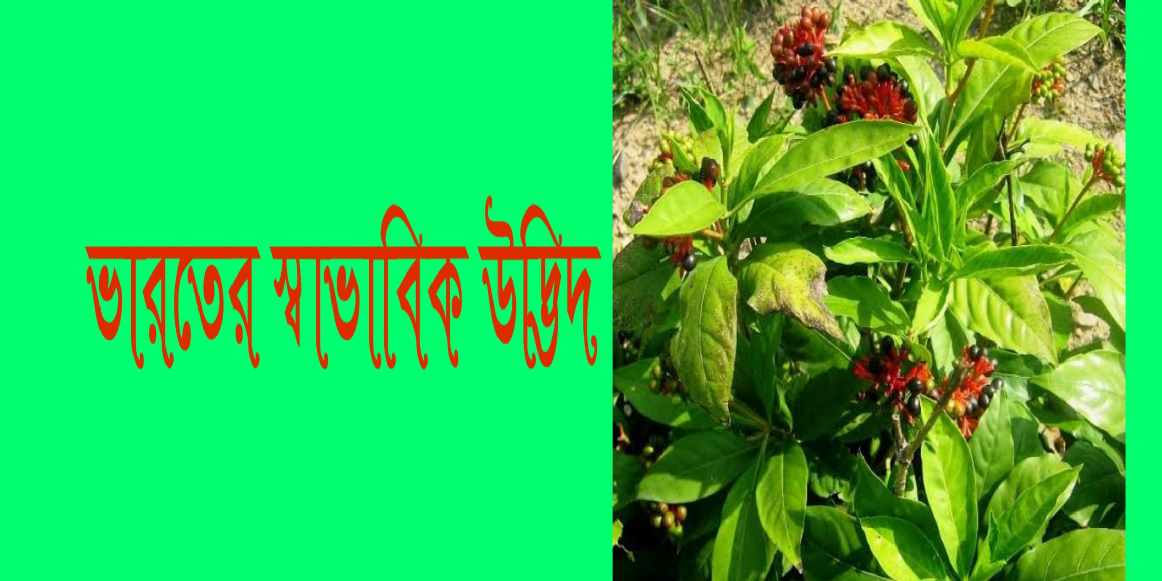 Natural plant of India | ভারতের স্বাভাবিক উদ্ভিদের প্রকারভেদ