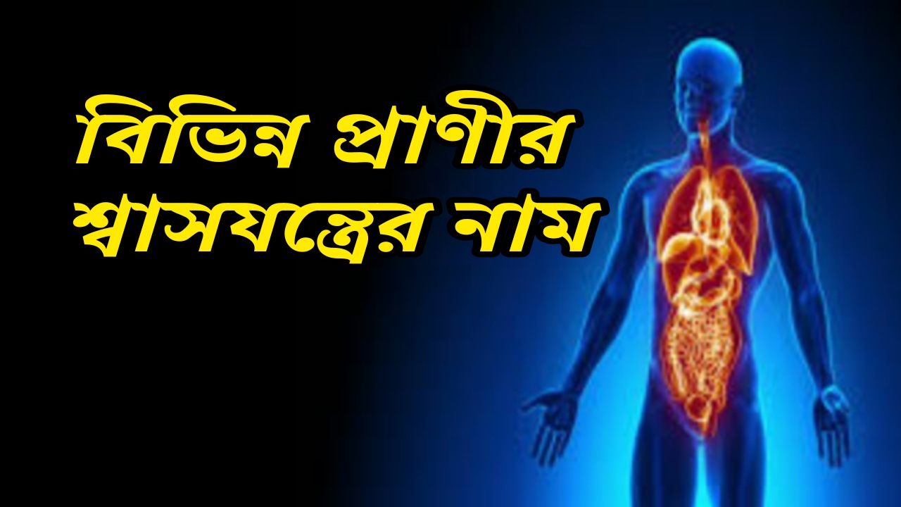 বিভিন্ন প্রাণীর শ্বাস যন্ত্রের নাম | Name of Respiratory System of Different Animals