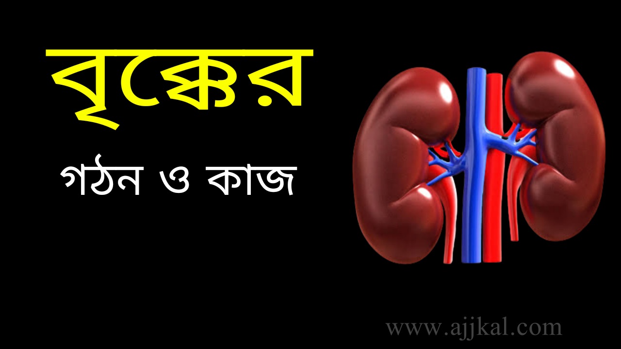 বৃক্কের গঠন ও কাজ | Structure and Function of Kidney