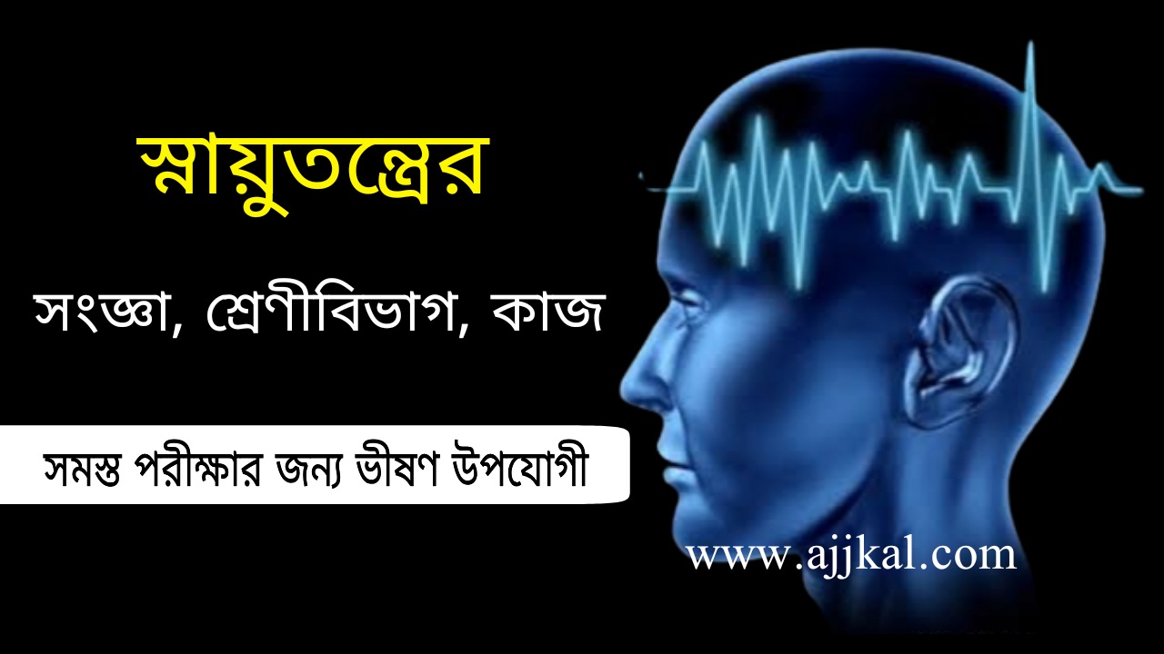 স্নায়ুতন্ত্রের সংজ্ঞা, শ্রেণীবিভাগ, কাজ | Definition Classification Function of Nervous System