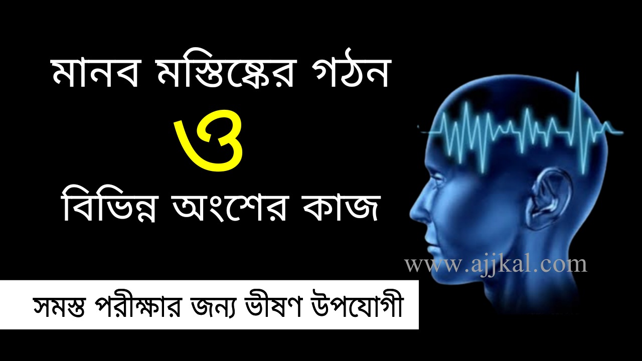 মানব মস্তিষ্কের গঠন ও বিভিন্ন অংশের কাজ | Structure and Function of Human Brain